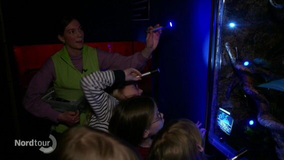 Kinder suchen mit der Taschenlampe nach Tieren. © Screenshot 