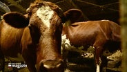 Zwei Kühe im Stall. © Screenshot 