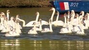 Schwanengruppe auf der Alster. © Screenshot 