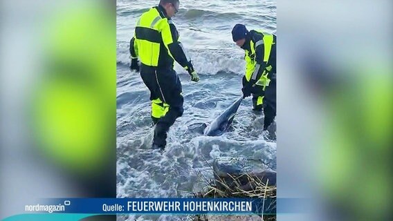 Zwei Einsatzkräfte der Feuerwehr befreien einen Schweinswal aus seichtem Gewässer. © Screenshot 