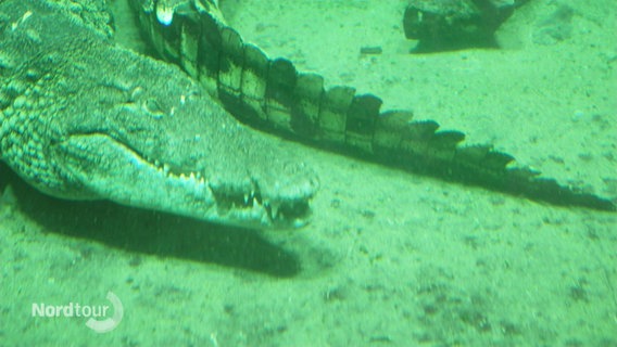 Ein Krokodil in einem Aquarium. © Screenshot 