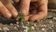 Eine Hand pflanzt Pflänzchen in sandigen Boden. © Screenshot 