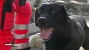 Ein Hund der Rettungshundestaffel Hamburg © Screenshot 
