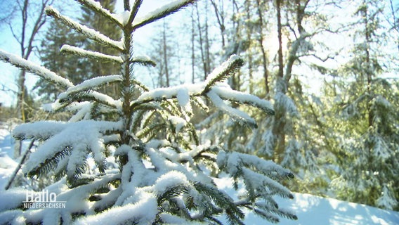 Eine eingeschneite Tanne steht im Wald. © Screenshot 
