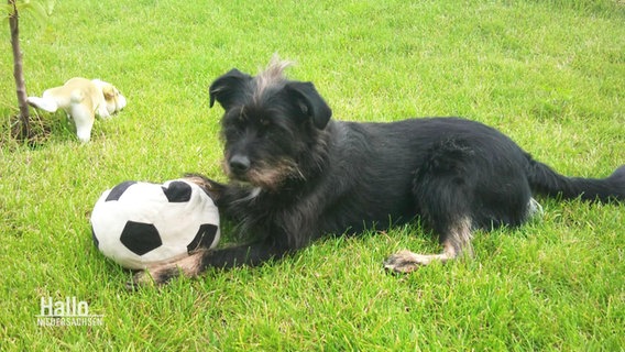 Ein Foto eines kleinen schwarzen Hundes mit einem Fußball. © Screenshot 