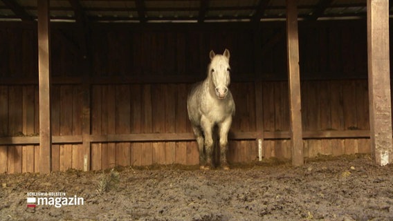 Ein Pferd steht in einem offenen Stall im Schlamm. © Screenshot 