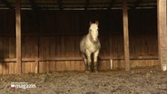 Ein Pferd steht in einem offenen Stall im Schlamm. © Screenshot 