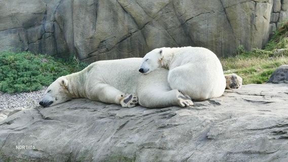 Zwei Eisbären dösen aneinandergekuschelt im Rostocker Zoo. © Screenshot 