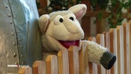 Die Puppe "Wolle" aus der Sesamstraße bei einer Sesamstraßen-Ausstellung im Auswanderer-Museum. © Screenshot 