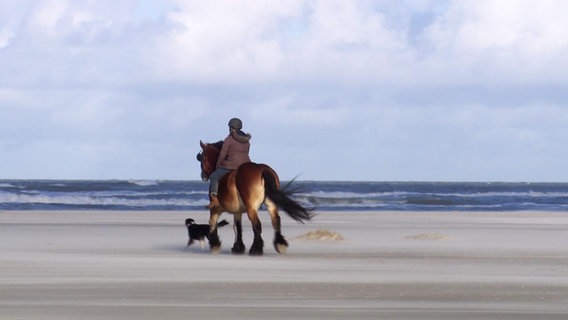 Ein Pferd an einem leeren Strand. © Screenshot 