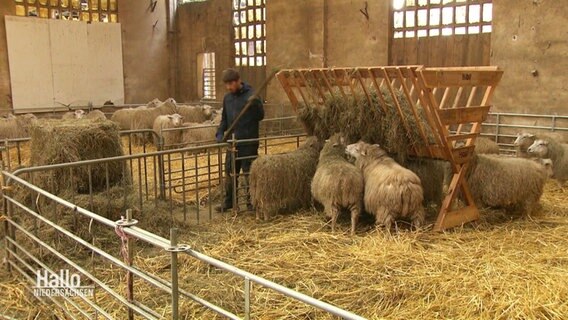 Ein junger Mann lädt in einem Stall eine Futterkrippe für Schafe mit frischem Stroh. © Screenshot 