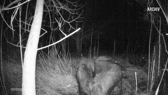 Eine Nachtsichtkamera nimmt einige Wildschweine auf. © Screenshot 