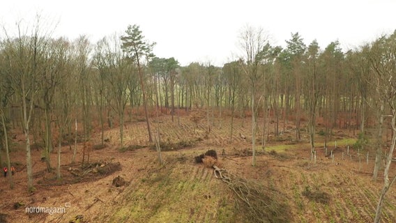 Blick aus erhöhter Perspektive auf eine kleines Waldstück in dessen Vordergrund ein Baum auf eine gerodete Lichtung umgekippt ist. © Screenshot 