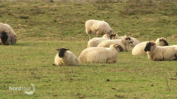 Eine Schafsherde liegt auf einer Grasfläche. © Screenshot 