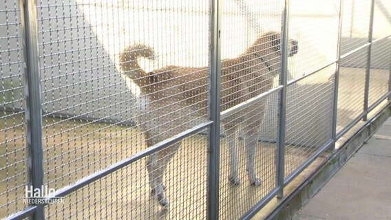 Ein Hund der Rasse Kangal steht in einem größeren Käfig eines Tierheims. © Screenshot 