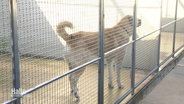 Ein Hund der Rasse Kangal steht in einem größeren Käfig eines Tierheims. © Screenshot 