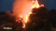 Ein Stapel Tannenbäume brennt: Das traditionelle Biike-Brennen auf der Hamburger Hallig. © Screenshot 