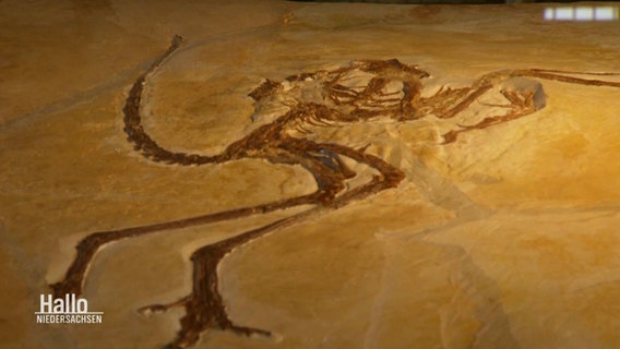 Das versteinerte Fossil des Urvogels Archaeopteryx © Screenshot 