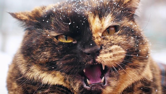 Eine etwas eingeschneite Katze scheint unzufrieden mit ihrer Situation und gibt einen Ton von sich. © Screenshot 