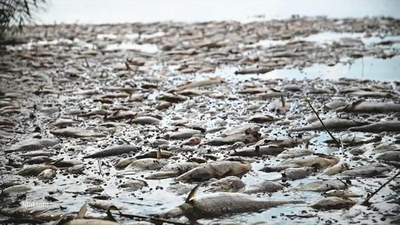 Tote Fische treiben an der Oberfläche eines Flusses. © Screenshot 