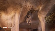 Ein junges Känguruh schaut aus dem Beutel seiner Mutter. © Screenshot 