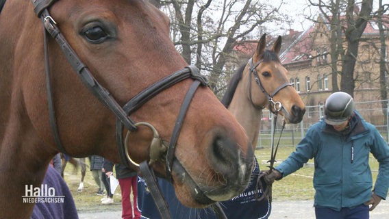 Springreiter machen sich mit ihren Pferden bereit. © Screenshot 