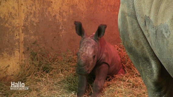 Nashorn-Baby Lisbeth im Osnabrücker Zoo. © Screenshot 