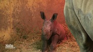 Nashorn-Baby Lisbeth im Osnabrücker Zoo. © Screenshot 