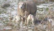 Eine Schafsfamilie lässt sich vom Neuschnee nicht aus der Ruhe bringen. © Screenshot 