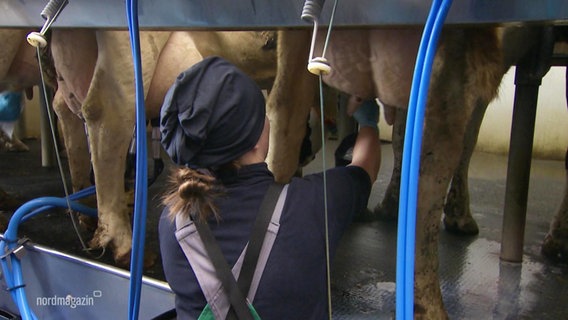 Eine junge Frau bereitet das Melken einer Kuh im Melkstand vor. © Screenshot 