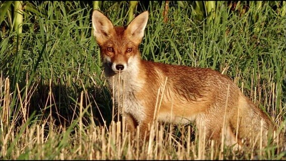 Ein Rotfuchs steht auf einer Wiese © Screenshot 