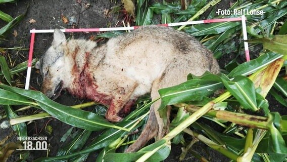 Aufnahmen eines toten Wolfes im Gras. © Screenshot 