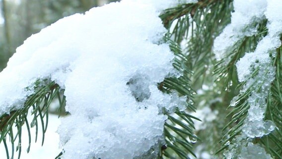 Schnee auf einem Tannenzweig. © Screenshot 