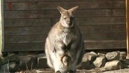Ein Känguru mit Nachwuchs im Beutel . © Screenshot 