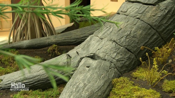 Eine Baumwurzel aus der Urzeit wird in einem Museum ausgestellt. © Screenshot 