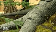 Eine Baumwurzel aus der Urzeit wird in einem Museum ausgestellt. © Screenshot 