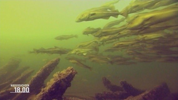 Ein Schwarm Fische schwimmt über alten Metallresten in der Nordsee © Screenshot 