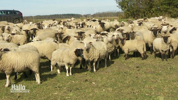 Eine Herde Schafe © Screenshot 