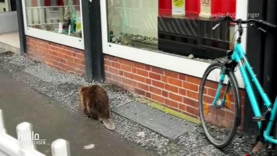 Ein Handyvideo, aufgenommen von Robin Ringer, zeigt einen Biber auf einem Gehweg in Hanniver © Screenshot 