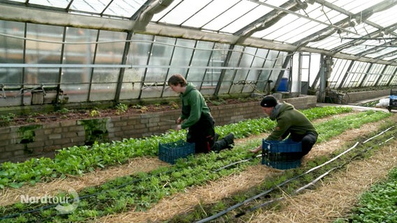 Anbau im Gewächshaus "Hygge - the farm" © Screenshot 