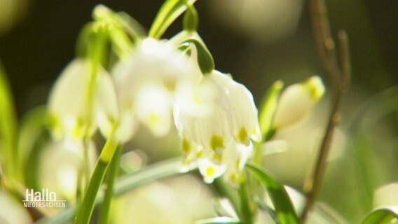 Eine Blume / Märzenbecher. © Screenshot 
