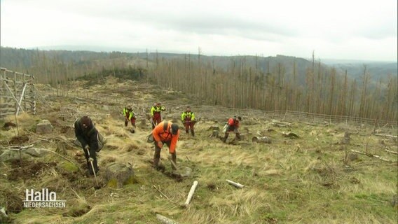 Eine Gruppe von Menschen pflanzt Bäume auf einer Wiesenfläche © Screenshot 