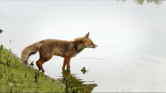 Ein Fuchs. © Screenshot 