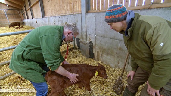 Der Tierarzt untersucht ein Kalb in einem Stall. © Screenshot 