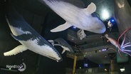 Modelle von Walen und einer Riesenkrake hängen unter der Decke in einem Museum. © Screenshot 