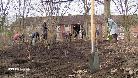 In Hamburg sollen dank eines neuen Konzepts aus Japan in den kommenden Jahren über 100.000 neue Bäume gepflanzt werden und so die Luft- und Temperatursituation in der Stadt verbessern. © Screenshot 