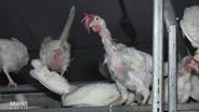Kränkliche Hühner in einerm überfüllten Stall. © Screenshot 