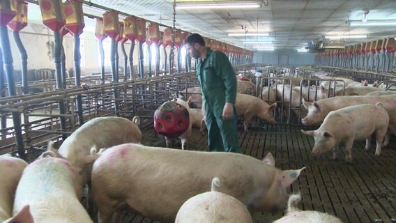 Landwirt steht im Schweinestall. © Screenshot 