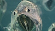 Ein Foto: Ein Schwarm von Makrelen schwimmt mit weitgeöffneten Mäulern direkt auf die Kamera zu. © Screenshot 