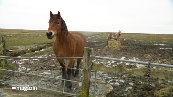 Ein Pferd steht am Gatter seiner Weide auf einer Hallig und blickt in die Kamera. © Screenshot 
